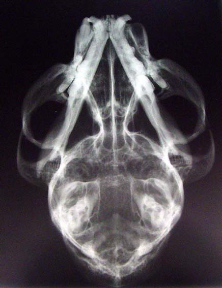 Röntgenfoto gemaakt door G. van den Brink