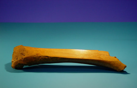 Glis, gevonden op het Statenplein in 1997. Dit bot (spaakbeen)is afkomstig van een Middeleeuws paard.