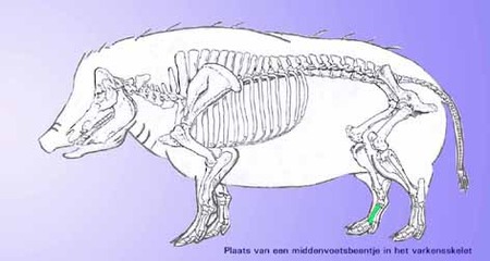 In groen: plaats van een middenvoetsbeentje in het varkensskelet