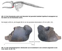 ATD#131_Walviskaak