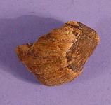 Fragment van een hazelnoot