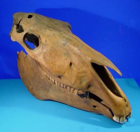 Paardenschedel met onderkaak, in 1997 gevonden op het Statenplein in Dordrecht.