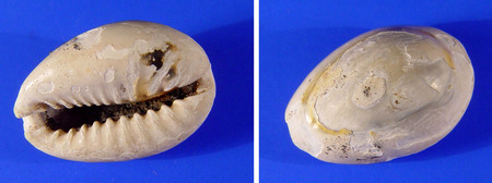 Kaurischelpje (voor- en achterzijde), in 1997 in een gedempte sloot op het Statenplein gevonden.