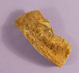 Fragment van een walnoot